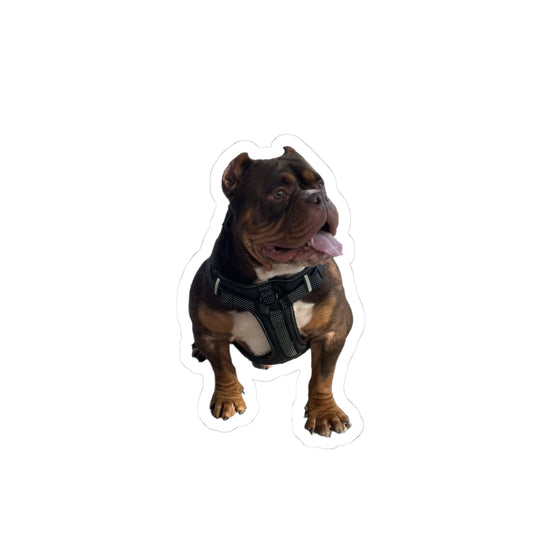Personalized Pet Photo Stickers — Upload Your Pet & Create Custom Stickers